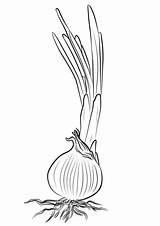 Onion Coloring Pages Kids Red Colouring Printable Template Choose Board Onions sketch template