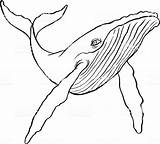 Humpback Coloriage Bosse Baleine Dessin Ballena Buckelwal Jorobada Imprimer Drawn Istockphoto Colorier Zeichnen Wale Malen sketch template