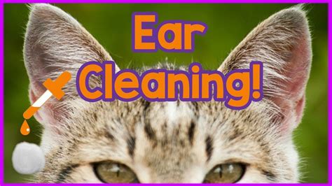 clean  cats ears easy  step tutorial  cleaning cats ears