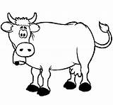 Cow Coloring Pages Dairy Confused Face Netart Getcolorings sketch template