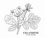 Celandine Medicinal sketch template