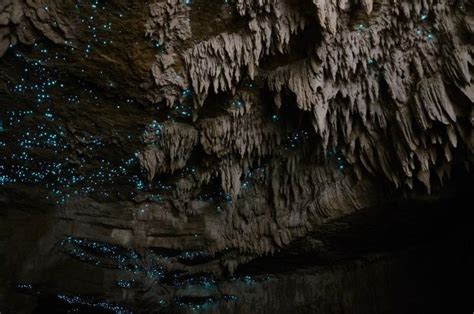 glowworm caves glow worm cave glow worm natural wonders