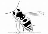 Wasp Drawing Step Draw Insects Tutorials Drawingtutorials101 sketch template