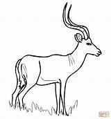 Impala Coloring Antelope Gazelle Pages African Printable Color Print Drawing Colouring Drawings Zootopia Antelopes Kids Animals Click Supercoloring Getcolorings Pdf sketch template