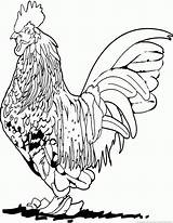 Rooster 123coloringpages sketch template