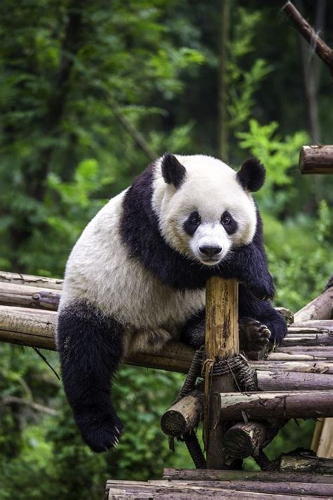 images  panda bears  pinterest panda bears panda