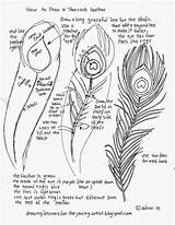 Feather Peacock Draw Drawing Worksheets Artist Printable Drawings Tattoo Step Worksheet Young Easy Feathers Tutorial Flower Sketch Paon Coloring Plume sketch template