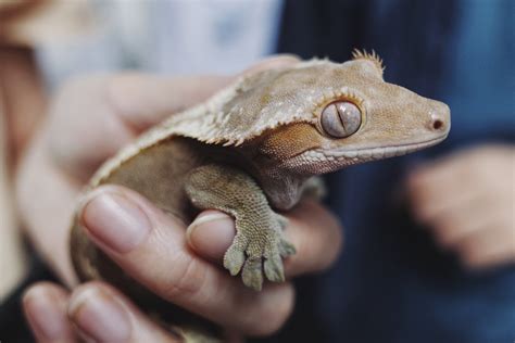 care   crested gecko allans pet center