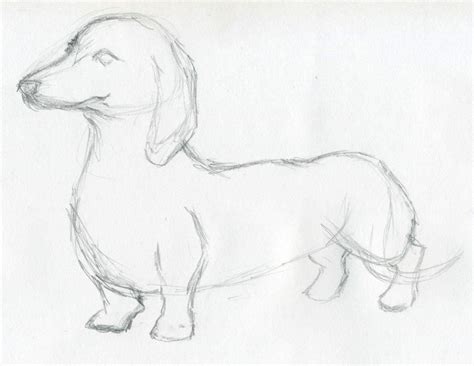 animal outline drawings easy maanasthan
