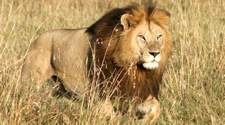 wild animals lion lion habitat   lions