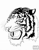 Tiger Coloring Pages Head Drawing Printable Face Outline Tooth Tigers Sabre Getdrawings Public Colorings Tags Categories Domain sketch template