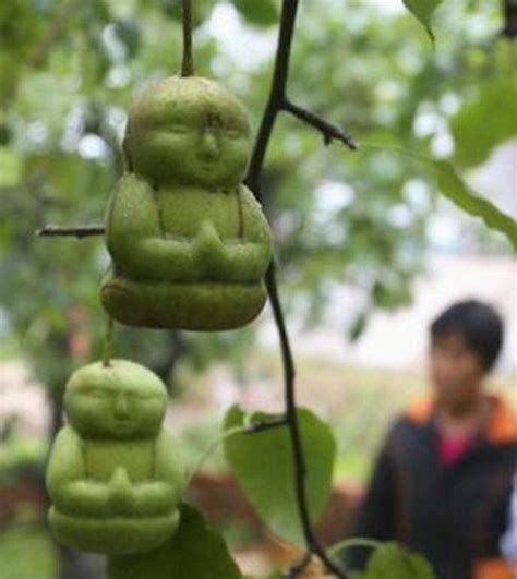 a farmer in china is growing his pears in the shape of little buddhas