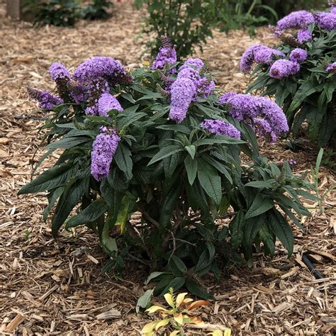 buddleia pugster periwinkle buy butterfly bush shrubs