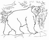 Kodiak Colorare Colorear Oso Disegni Ours Gigante Orso Bruns sketch template