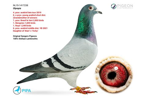 sangers duiven oogsten wereldwijd succes pipa