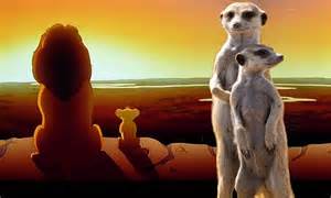 meerkats survey their realm in scene from the lion king daily mail online