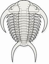 Trilobite Trilobites Fossils Nytimes sketch template