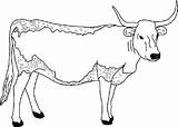 Cow Coloring Pages Longhorn Clipart Printable Color Long Template Colouring Kids Print Animals Clip Horned Caw Cat Sapi Mewarnai Jungli sketch template