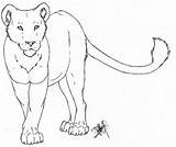 Lioness Lion Female Tattoo Drawing Deviantart Simple Outline Drawings Sketches Sketch Getdrawings Face Animal sketch template