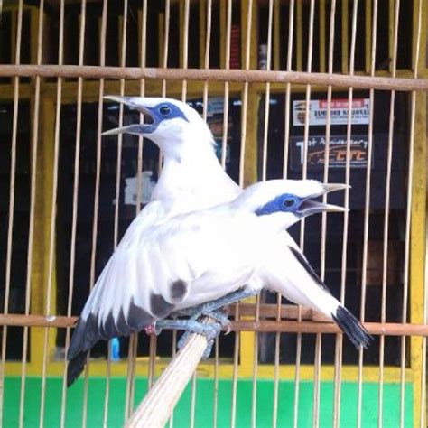 pin pa burung indonesia