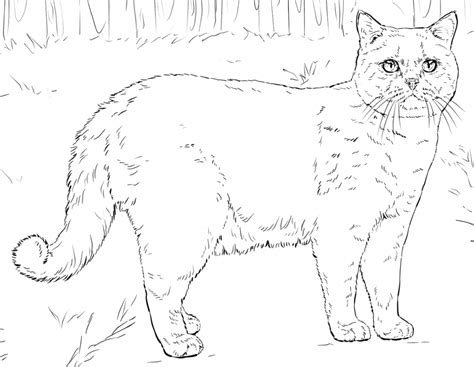 cat coloring pages  adults  coloring pages  kids