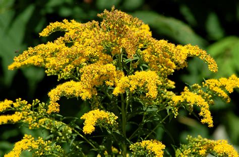 grow  care  goldenrod plants