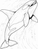 Whale Coloring Pages Orca Colouring Printable Animals Shark Kids Sea Animal sketch template