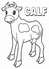 Calf Coloring Pages Print Animal Coloringway sketch template