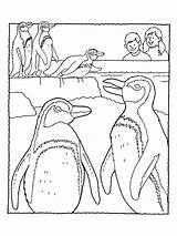 Zoo Coloring Penguin Pages sketch template