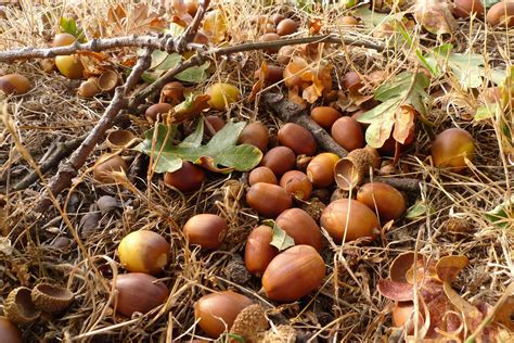 wild harvests   eat  acorn