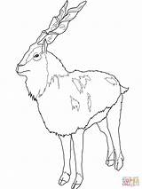 Markhor Coloring Ibex Alpine Color Designlooter Supercoloring Goats Pages 19kb 1600px 1200 Drawings Categories sketch template
