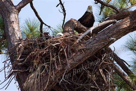ann brokelman photography bald eagle nest florida