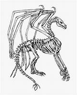 Dragon Skeleton Coloring Pages Fantasy Collection Dragons Bone Pngitem Pngkit sketch template