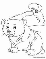 Coloring Bear Cub Pages sketch template