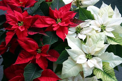 poinsettias  christmas tradition  north greenhouses