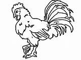 Gallo Rooster Animales Getdrawings sketch template