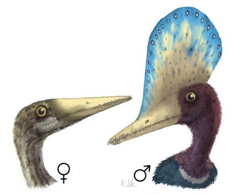 survival of the prettiest sexual selection can be inferred from the fossil record