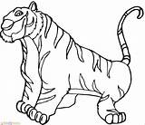 Harimau Mewarnai Tigre Zoo Tygrysy Herbivoros Marimewarnai Colorear Untuk Tygrys Kolorowanki Tigres Kolorowanka Cubs Coloriages Malvorlagen Stampare Paud Inprimir Everfreecoloring sketch template