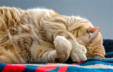 cats cover  eyes   paws  sleeping  reasons clever pet owners
