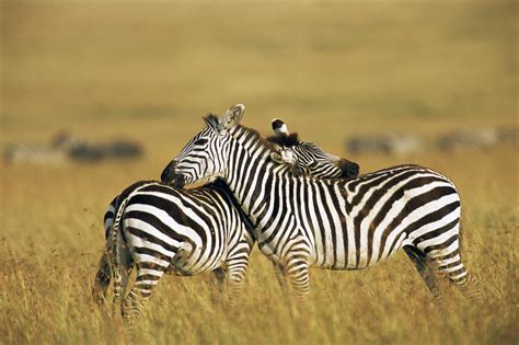 learn   masai mara animal reserve  kenya