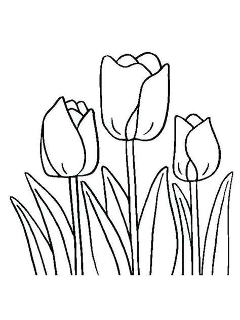 tulip coloring pages coloring pages coloring pages  print