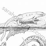 Newt Reptile Herp Herpetology Designlooter sketch template