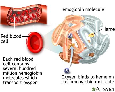 hemoglobin information mount sinai  york
