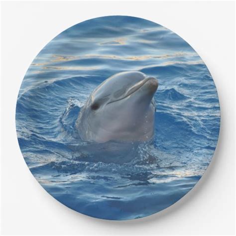 dolphin paper plate zazzlecom