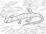 Salamander Coloring Yellow Ausmalbild Coloringbay sketch template