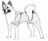 Akita Dog Pen Ink Illustration Drawing Details sketch template