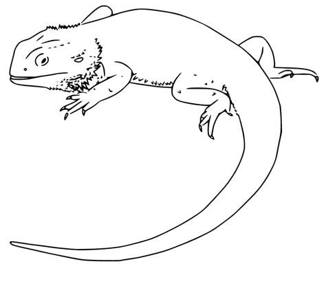 bearded dragon coloring pages  printable coloring pages  kids