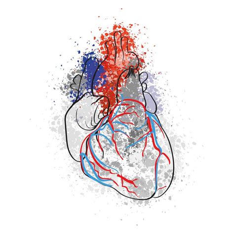 colorful drawing  human heart stock illustration illustration