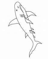 Coloring Shark Pages Popular sketch template