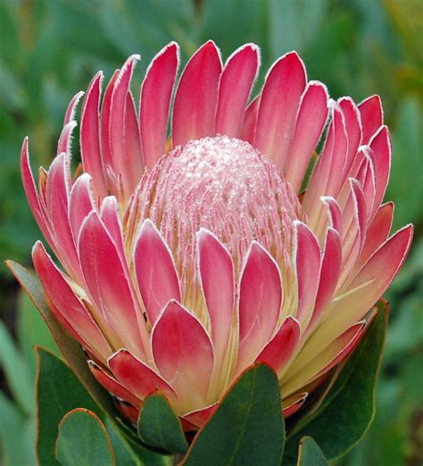 protea pink duke flor protea protea art protea flower flowers